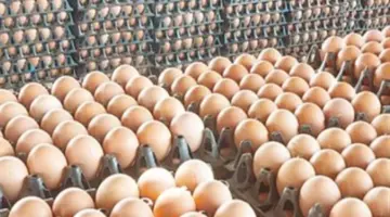 أسعار البيض اليوم في مصر.. الكرتونة تبدأ من 91 جنيهًا في المزرعة وتصل للمستهلك بهذا الثمن